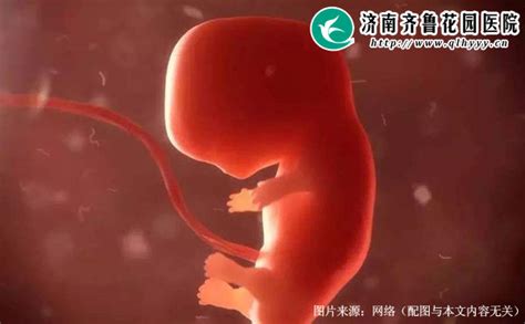 为什么胎心胎芽都有还会胎停育_济南齐鲁花园医院