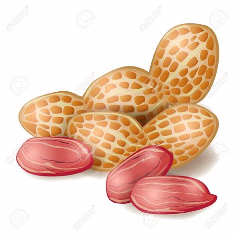11+ Peanut Clip Art - Preview : Peanut: Group Of | HDClipartAll
