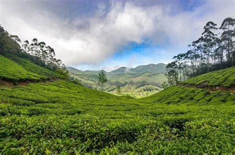 7 Spice Plantation Tours in Kerala