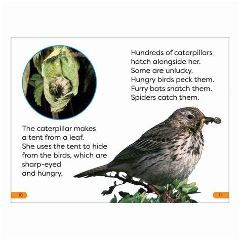 Becoming a Butterfly DK Super Readers Level 1 Book