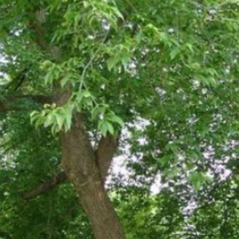 Image result for Box Elder Tree Syrup