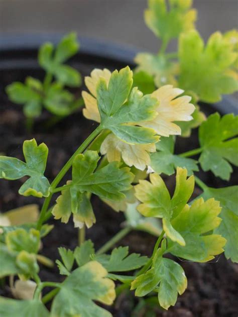 𝐘𝐞𝐬𝐡𝐰𝐚𝐧𝐭𝐡𝐩𝐮𝐫 𝐌𝐞𝐭𝐫𝐨 𝐒𝐭𝐚𝐭𝐢𝐨𝐧 𝐢𝐧 𝐁𝐚𝐧𝐠𝐚𝐥𝐨𝐫𝐞 - A Complete Guide