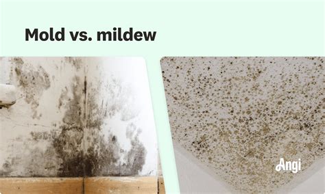 How to Get Rid of Mildew: 3 Potential Methods | Angi