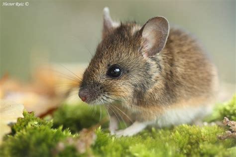 Image result for Mouse Left-Click Not Working Properly