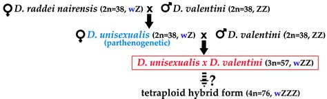 Reticulate Evolution of the Rock Lizards: Meiotic Chromosome Dynamics ...