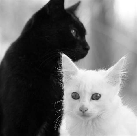 cat pictures black and white