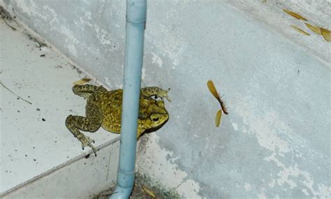 Image result for Toad Eating Drywall