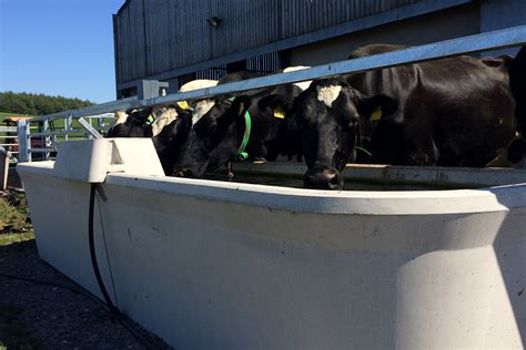 Concrete Cattle Water Trough