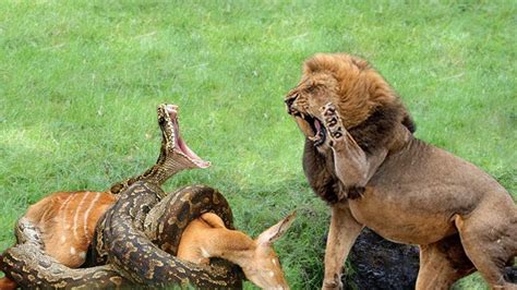 Image result for Python Eating Lion