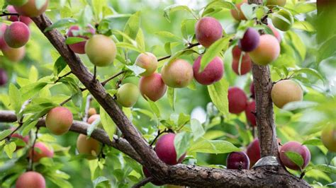 Plum Tree Types 的图像结果