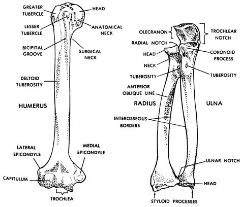 Images 04. Skeletal System | Basic Human Anatomy