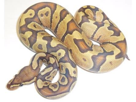 Image result for Enchi Ghost Ball Python