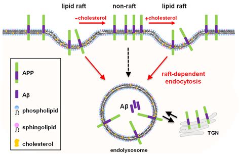 Preferred Endocytosis of Amyloid Precursor Protein from Cholesterol ...