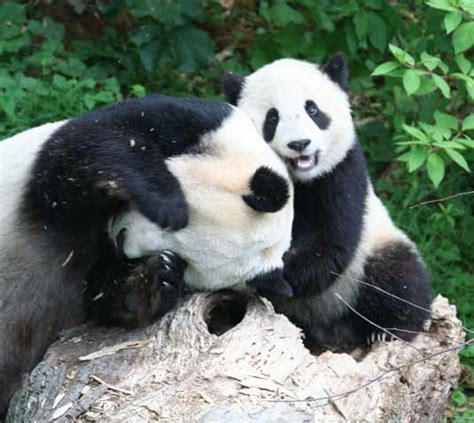 如果大熊猫伤人了，熊猫会受到处罚吗？说出来你可能不会信