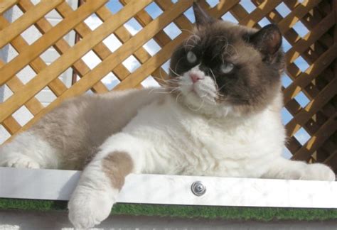 Selkirk Rex Katzen und Kitten in Bernsgrün | Tiere | Kleinanzeigen