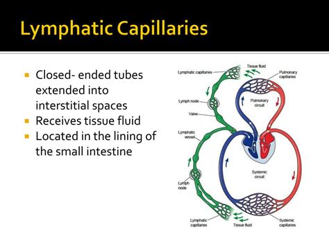 Image result for Lymph trunk Lymphatic System