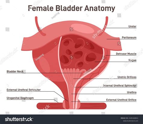 Healthy Female Urethra