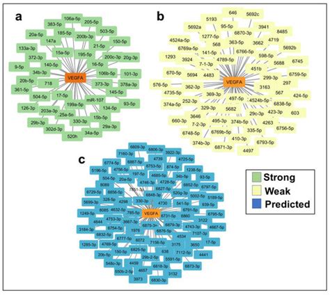 A Network Comprised of miR-15b and miR-29a Is Involved in Vascular ...