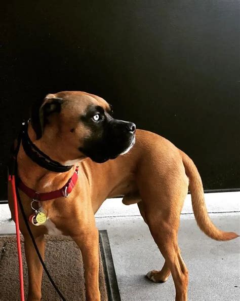 Image result for Boxer Mix Dogs