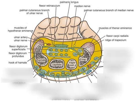 Image result for Extensor Retinaculum