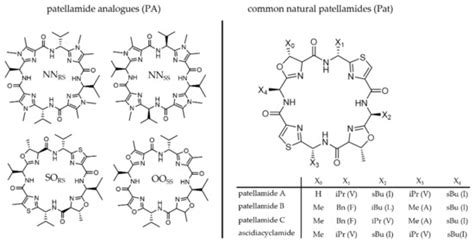 Possible Functional Roles of Patellamides in the Ascidian-Prochloron ...