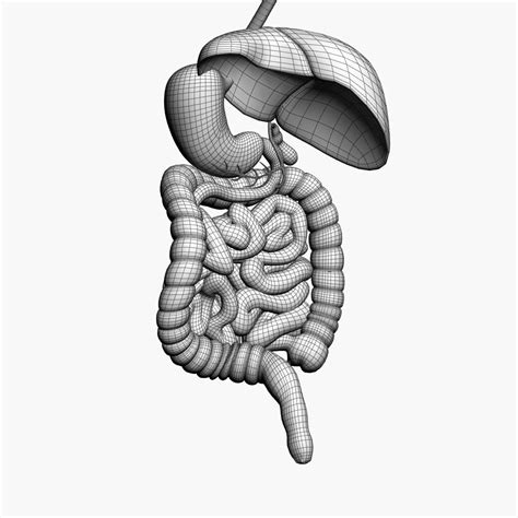 Image result for Digestive System 3D Model Tutorial