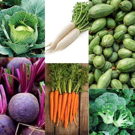 F1 seeds hybrid vegetables winter season,6 varieties (Broccoli ...