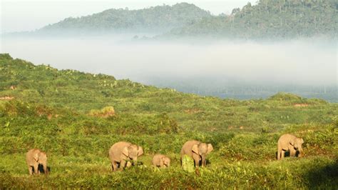 Awesome Native Animals You Can See in Borneo