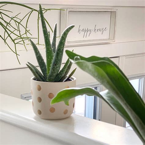 Aloe Vera Plant; How to Care for This Easy Succulent Indoors - My ...