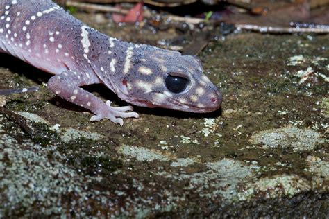 Barking Gecko Making Noise 的图像结果