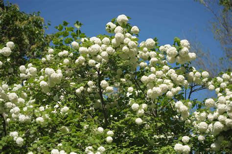 How to Grow and Care for Chinese Snowball Viburnum