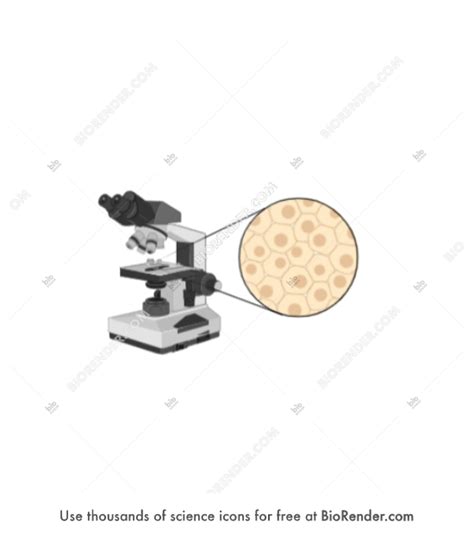 Image result for Tissue Sample Drawing Under Microscope