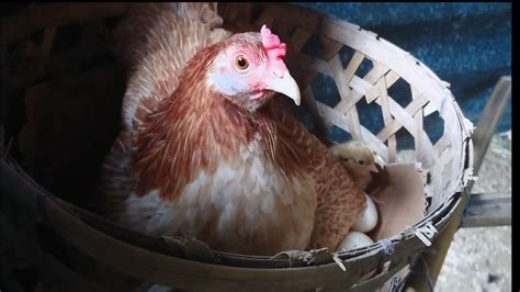 Native Chicken Breeds 的图像结果