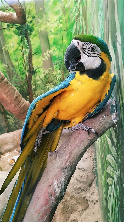 Image result for Bird Simple Parrot Image