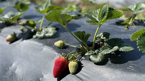 Strawberry U-Pick - Harvest Time in Brentwood