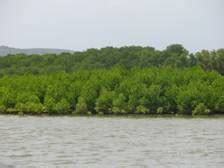 Entomofauna of Mangroves