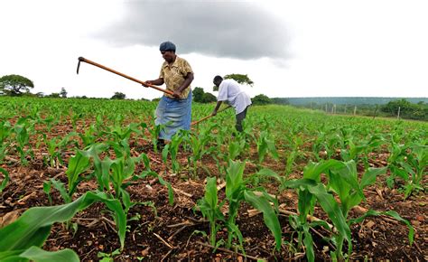 Namibia: Three-Year Wage Drought for Farm Workers Relieved By 25 ...
