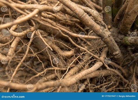Image result for Hibiscus Root System