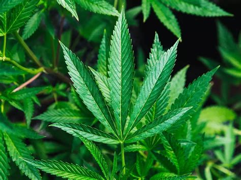 US Has Approved First Medicine For Epilepsy That Is Made From Marijuana