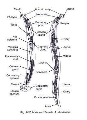 Ancylostoma duodenale diagram - Brainly.in