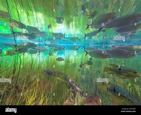Amazon River Underwater