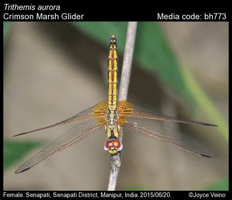 Trithemis aurora Burmeister, 1839 - Crimson Marsh Glider | Odonata