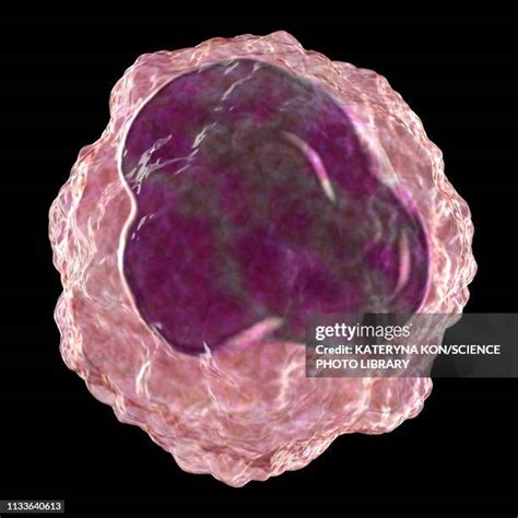 Image result for Monocyte