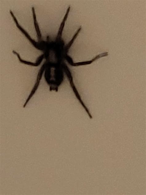 Black Spider with a White Stripe : r/spiders