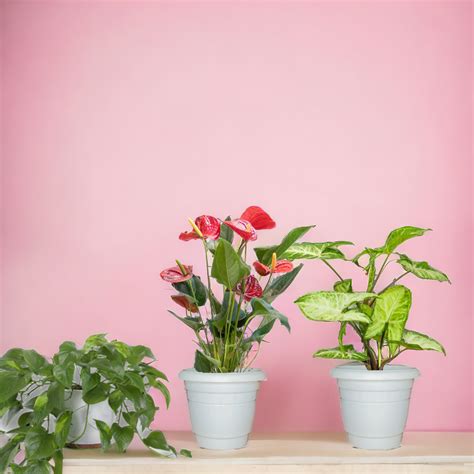 Love and Relationships Combo: Anthurium Plant, Philodendron Scandens ...