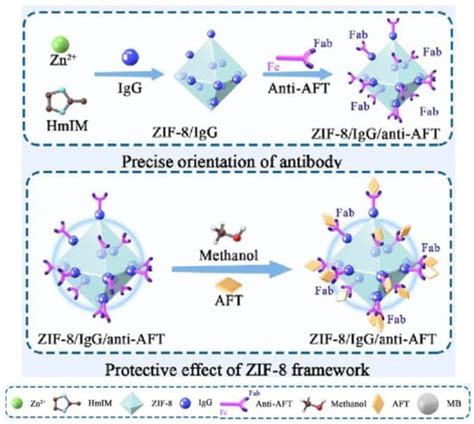 Oriented Immobilization of IgG for Immunosensor Development