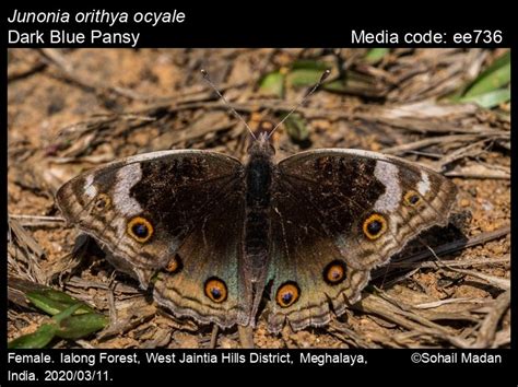 Junonia orithya | Butterfly