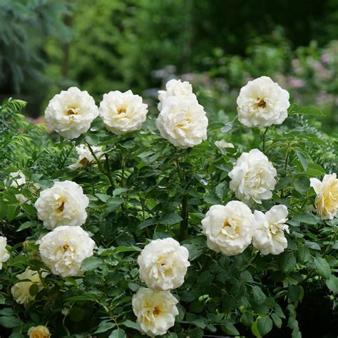 Proven Winners White Reminiscent Crema Rose (Rosa) Flowering Shrub in 1 ...