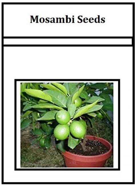 WILLVINE Exotica Sweet Mosambi Seeds Seed Price in India - Buy WILLVINE ...
