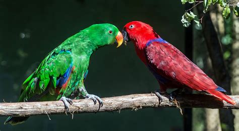 12 Friendly Pet Bird Species